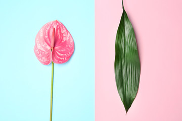 Creative composition with anthurium flower and tropical leaf on color background, flat lay