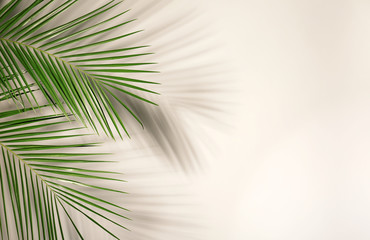 Canvas Print - Fresh tropical date palm leaf on light background