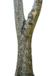 © yotrakbutda - Tree trunk isolated on white background. This has clipping path.