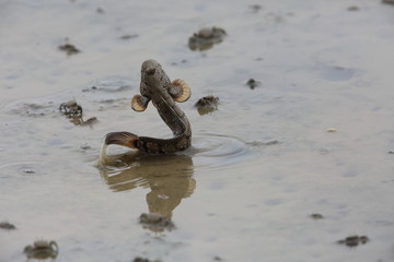 Wall Mural - Mudskipper jumping on tideland, Sabah, Borneo, Malaysia