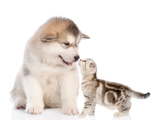 tabby kitten sniffs the puppy. isolated on white background