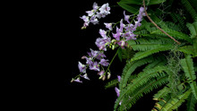 Bunch Of Tropical Rainforest Purple Orchid Flowers With Green Leaves Fishbone Fern Foliage Plant Bush And Epiphyte Spanish Moss Growing On Tree Twig On Black Background.