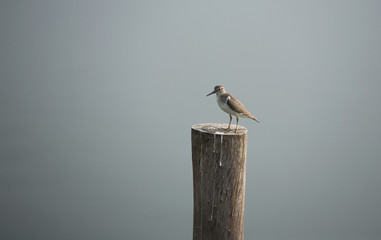 Common Sandpiper brown back with white chest and short dark-yellowish legs and feet. Cute little water bird standing on the stump in a lake.