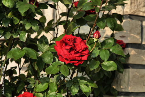 Le Symbole Absolu De La Fleur La Rose Rouge Qui Est La