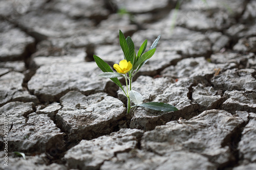 Fotomural Blume kämpft sich durch trockene Erde