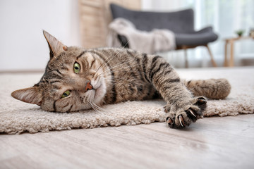 Poster - Cute cat resting on carpet at home