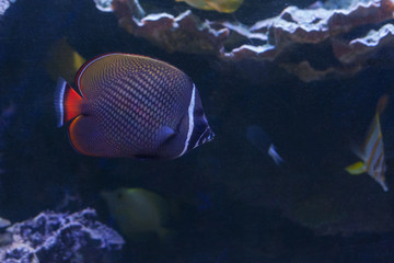 Redtail butterflyfish, Chaetodon collare swimming inside aquarium