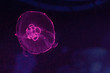 canvas print picture - Aurelia aurita, moon jellyfish swimming inside aquarium.