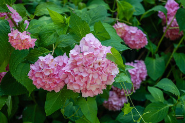 Wall Mural - pink flower blooming in garden, close up view