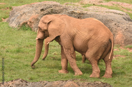 Plakat Słoń w Afrykańskiej sawannie
