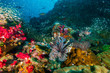 Colorful Lionfish surrounded by tropical fish on a coral reef in the Andaman Sea
