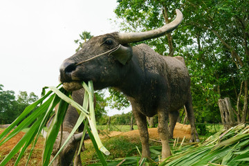 Wall Mural - Wildlife Buffalo muddy body eatting grass.