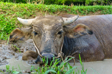 Wall Mural - Wildlife Buffalo muddy body in muddy place