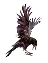 Painted Bird Raven On Side On White Background
