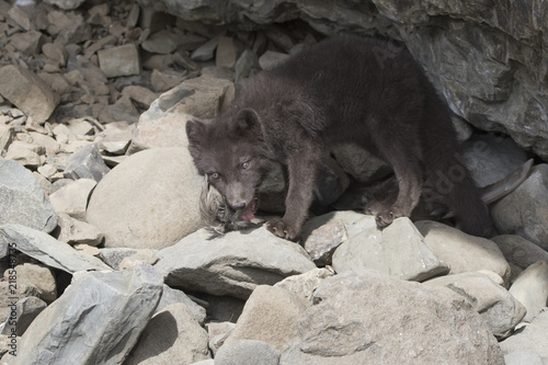 Fotografia Puppy of the Commanders blue arctic fox that chews the northern fulmar feathers