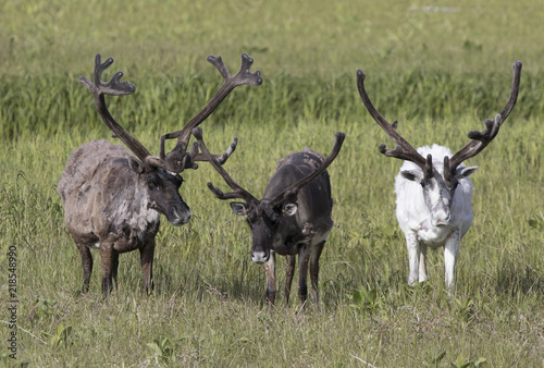 Stampa su Tela Three large reindeer males standing on a marshy tundra on a summer day