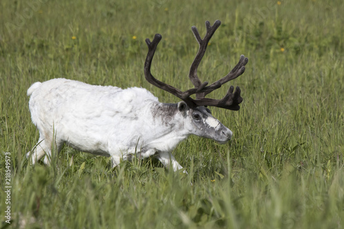 Stampa su Tela White male Reindeer walking in a marshy meadow