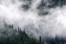 Mountain Mist Rises Through Evergreen Trees After A Rainfall