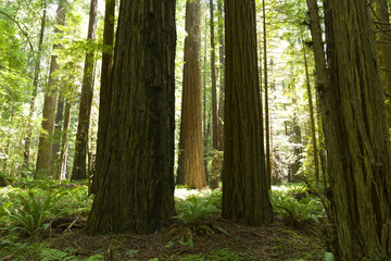 Redwood forest in northern California