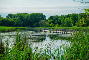 Wall Mural - Board Walk over Wood Lake  at the Nature Preserve of Wood Lake Nature Center in Richfield, Minnesota