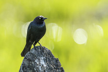 Brewer's Blackbird On A Wooden Post.