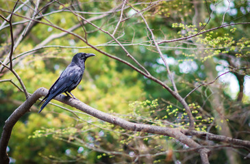 a crow on a tree branch on green forest background.