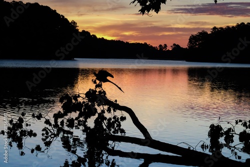 Εκτύπωση καμβά Silhouette of a great blue heron stretching its muscles, backlit by the sunrise