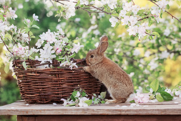 little rabbit in spring orchard