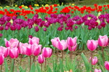 Fototapeta Tulipany - Colorful Tulips flowers blooming in Spring at a valley in Taoyuan, Taiwan