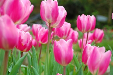 Wall Mural - Colorful Tulips flowers blooming in Spring at a valley in Taoyuan, Taiwan