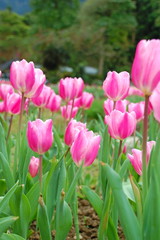 Wall Mural - Colorful Tulips flowers blooming in Spring at a valley in Taoyuan, Taiwan
