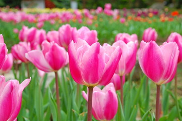 Wall Mural - Colorful Tulips flowers blooming in Spring at a valley in Taoyuan, Taiwan