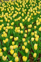 Wall Mural - Colorful Tulips flowers blooming in Spring at a valley in Taoyuan, Taiwan