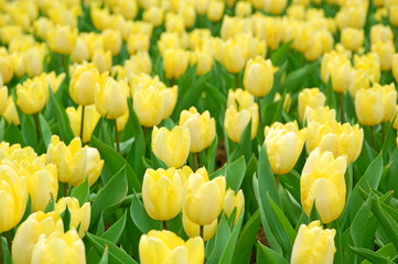 Wall Mural - Colorful Tulips flowers blooming in Spring at a valley in Taoyuan, Taiwan