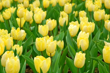 Wall Mural - Colorful Tulips flowers blooming in Spring at a valley in Taoyuan, Taiwan