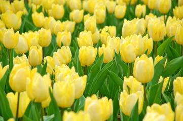 Wall Mural - Colorful Tulips flowers blooming in Spring at a valley in Taoyuan, Taiwan