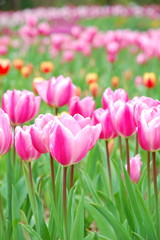 Wall Mural - Colorful Tulips flowers blooming in Spring at a valley in Taoyuan, Taiwan
