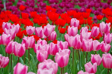 Wall Mural - Colorful Tulips flowers blooming in Spring at a valley in Taoyuan, Taiwan