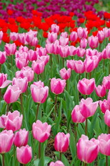 Wall Mural - Colorful Tulips flowers blooming in Spring at a valley in Taoyuan, Taiwan