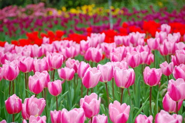 Wall Mural - Colorful Tulips flowers blooming in Spring at a valley in Taoyuan, Taiwan