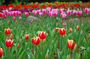 Wall Mural - Colorful Tulips flowers blooming in Spring at a valley in Taoyuan, Taiwan