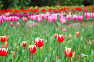 Wall Mural - Colorful Tulips flowers blooming in Spring at a valley in Taoyuan, Taiwan