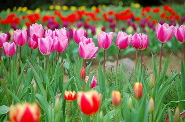 Wall Mural - Colorful Tulips flowers blooming in Spring at a valley in Taoyuan, Taiwan
