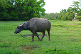 Fototapeta  - Wildlife Buffalo muddy body