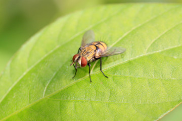 closeup of flesh fly