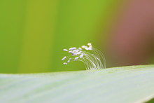 Lacewing Flies Eggs