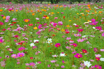 Wall Mural - Colorful flowers blooming in Spring in Taiwan