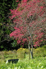 Wall Mural - Pink cherry blossoms blooming in Spring in Taiwan