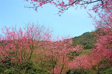 Wall Mural - Pink cherry blossoms blooming in Spring in Taiwan