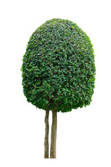 single decorative tree isolated on white background.
